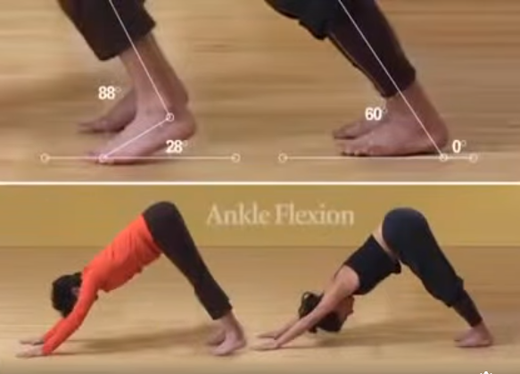 Showing 2 people in downward facing dog. Pictures focus on ankle flexion and bone structure